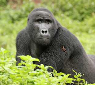 Gorilla Trekking in Uganda - einfach einzigartig!