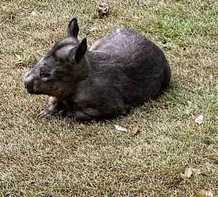 Lone Pine Koala Sanctuary