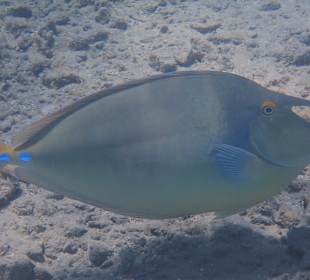 Schnorcheln Abu Dabbab