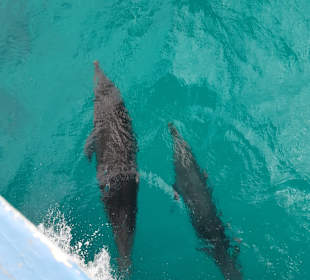 Delfin Tour Hurghada