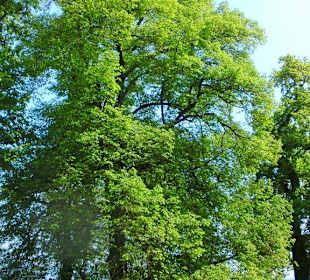 Baumriesen auf der Insel Mainau