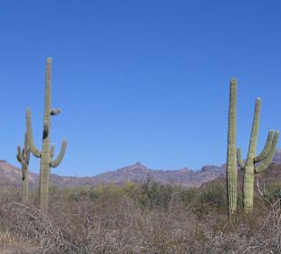 Organ Pipe Cactus National Monument