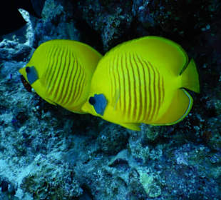 Bunte Fische