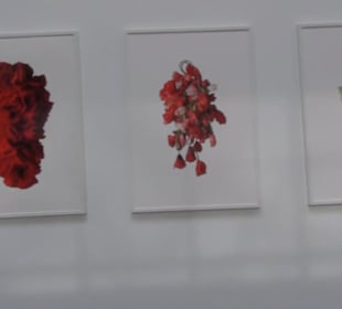 Real Jardín Botánico de Madrid