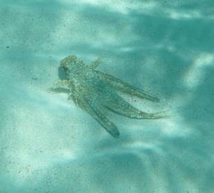 Flughahn (Dactylopterus volitans)