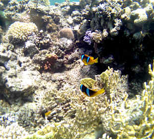 Schnorcheln Marsa Alam