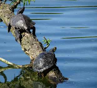 Schildkröten am Ufer des Sodenmattsees