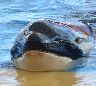Loro-Park auf Teneriffa