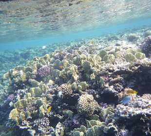 Schnorcheln Makadi Bay