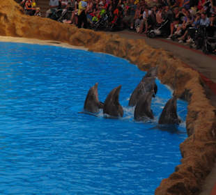 Delfines