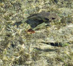 Tolle Unterwasserwelt