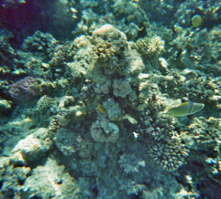 Schnorcheln bei Hurghada