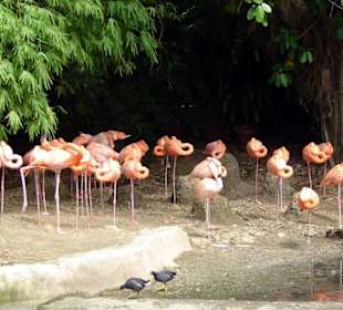 Flamingi