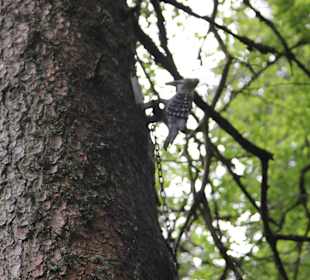 Лесной маршрут: найди тетерева