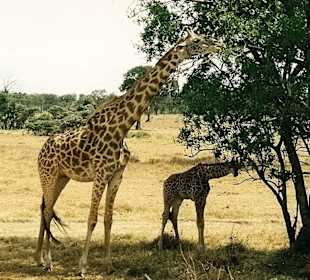 Giraffen