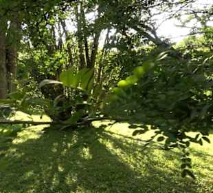 Botanischer Garten München