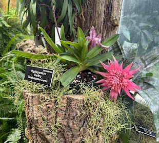 Botanischer Garten in Washington 