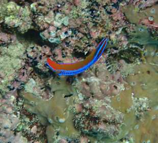 Unterwasserwelt Musandam