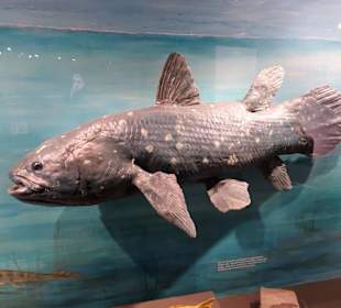 Modell eines Quastenflossers im Naturkundemuseum