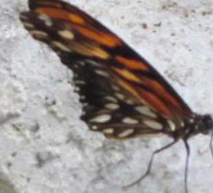 Das Schmetterlingshaus Villa Garzoni