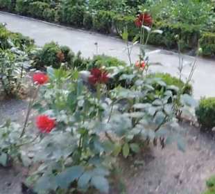 Real Jardín Botánico de Madrid