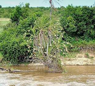 Webervogelbaum im Mara River