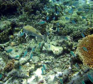 Faszinierende Unterwasserwelt