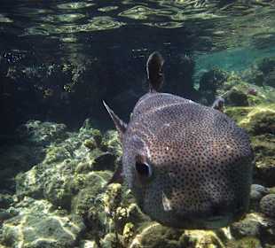 Unterwasserwelt am Sensimar Makadi Hotel