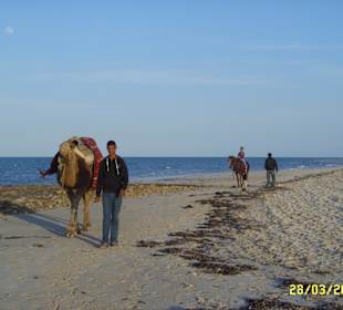Kamele und Pferde am Strand