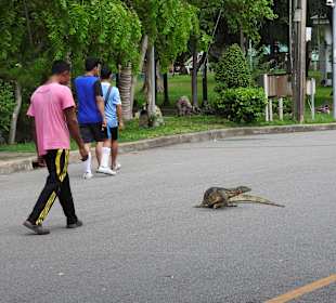 Warane im Lumpini Park 