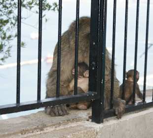 Gibraltar - enklawa brytyjska
