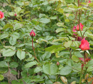 Im Victoria-Park in Berlin-Kreuzberg
