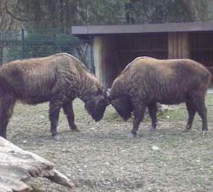 Yaks