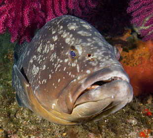 Big grouper in Lavezzi