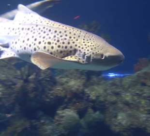 National Aquarium Malta