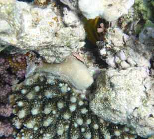 Wunderschöne Korallen