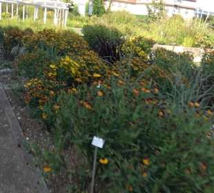 Botanischer Garten München