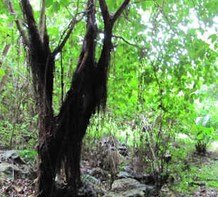 Aus der Höhle geknipst