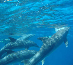 Delfintour-Schnorcheln mit Delfinen