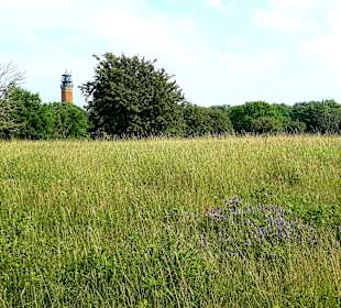 Apollo Tagestour zur Greifswalder Oie 