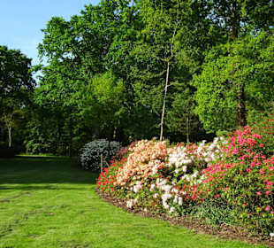 Hauptblüte im Rhododendronpark Bremen