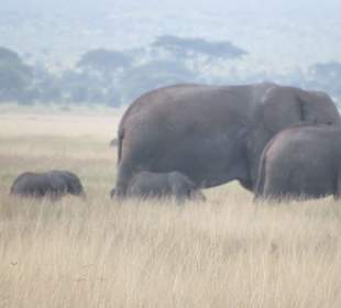 Amboseli Nationalpark
