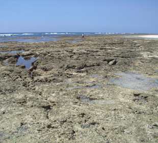 Ausflug Glasbodenboot Diani Beach