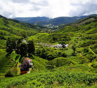 Krajobraz Cameron Highlands