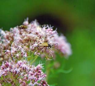 Der Therapeutische Wanderweg