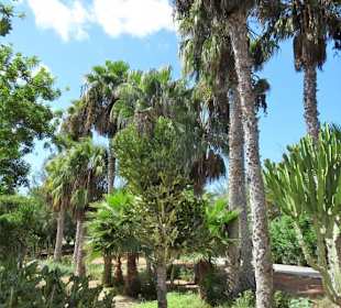 Eindrücke von der Wanderung durch den Palmenhain