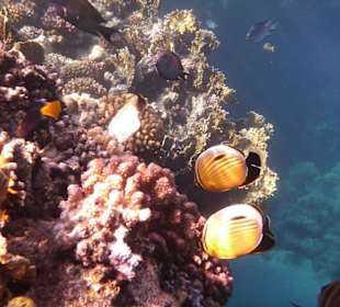 Korallen und Fische am Riff