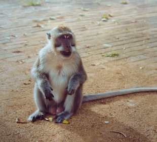 Langschwanzmakak inPura - Uluwatu