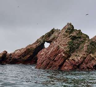 Ausflug Ballestas Inseln
