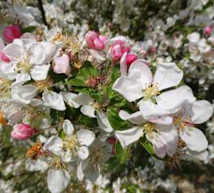 Obstbaumblüte im Baumpark Thedinghausen